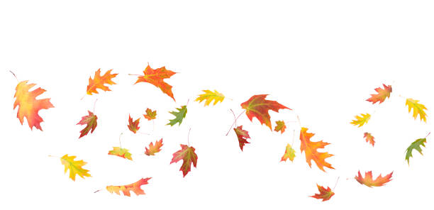 maple leaf composition isolated on white - autumn leaf falling panoramic imagens e fotografias de stock