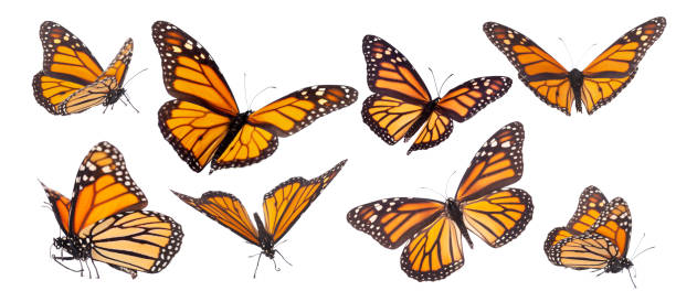 mariposa monarca compuesto aislado en blanco - butterfly monarch butterfly isolated flying fotografías e imágenes de stock