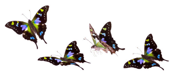 istock Graphium Weiskei Swallowtail Butterfly collection isolated on white 948655584