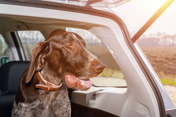 istock Dog sits in the trunk of a car. 948656212