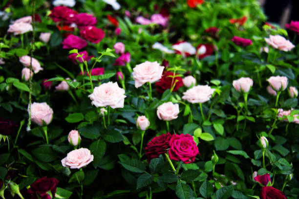 istock Flowers in the garden. 948658280