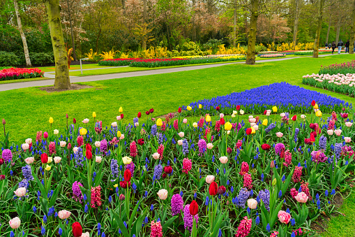 Colourful Tulips and Hyacinth Flowerbed background in an Spring Formal Park in Netherlands
