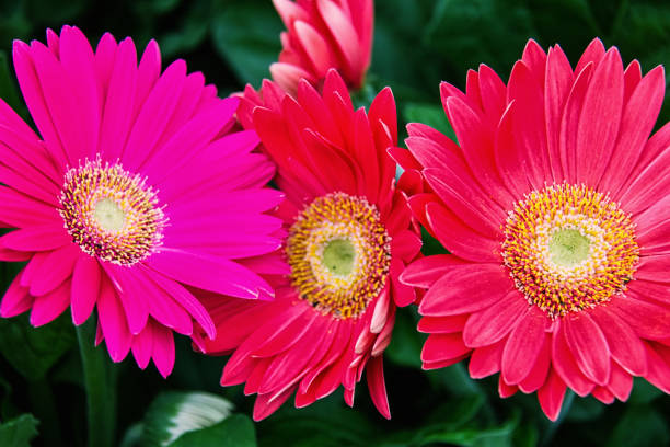 istock Flowers in the garden. 948658964