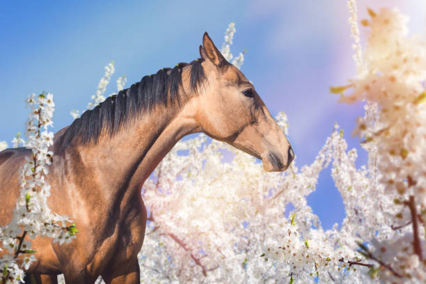 istock Portrait of horse on spring blossom background 948663304