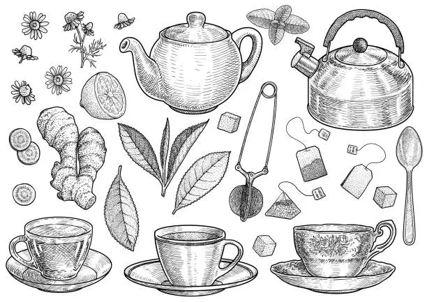 Vector illustration of Collection of tea illustration, drawing, engraving, ink, line art, vector