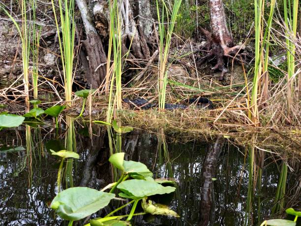 istock Alligator at Everglades, Florida 948664052