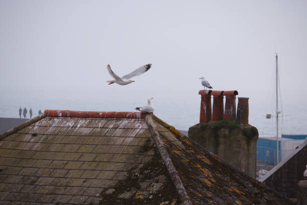 A seaside rooftop scene of three seagulls.
