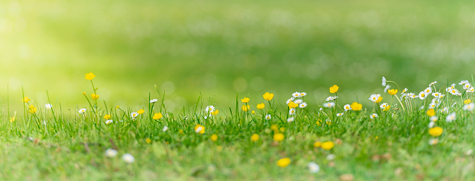 Common daisy and Buttercup flowers in summer grass.