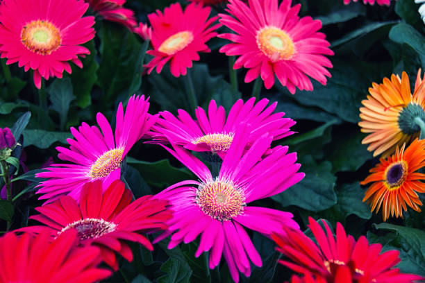istock Flowers in the garden. 948664796
