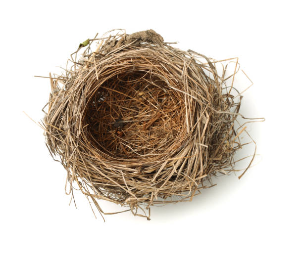 Bird nest Top view of empty bird nest isolated on white animal nest photos stock pictures, royalty-free photos & images