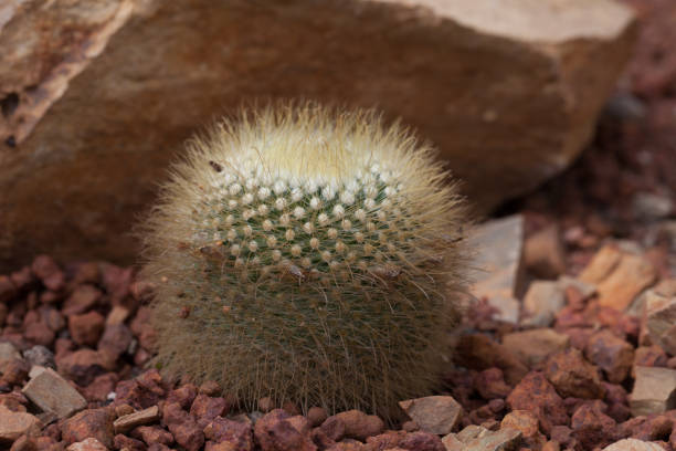 istock cactus on the pebble garden