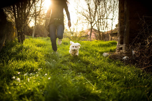 istock Enjoying sunset with my dog 948667860
