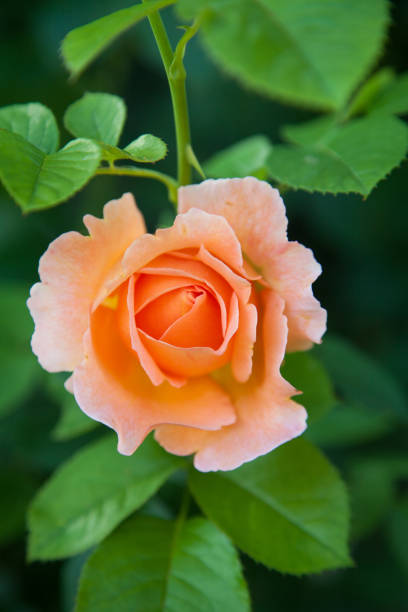 istock Single yellow or orange rose bloom in nature 948671404