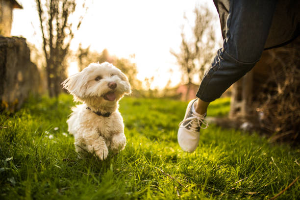 Playful dog Unrecognizable woman and her Maltese dog running in nature,having fun in springtime dog running stock pictures, royalty-free photos & images