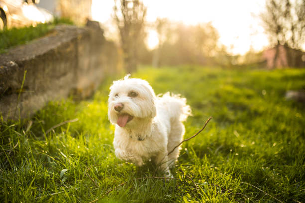 istock Cute Maltese dog sticking out tongue 948674242