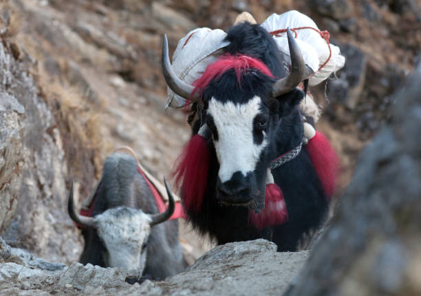 istock Yak on the pass in the Nepal Himalaya 948678850