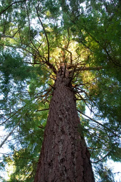 a picture of an exterior Pacific Northwest forest with old growth Douglas fir trees