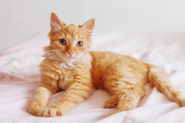 Cute Ginger Cat Lying In Bed Fluffy Pet Is Gazing Curiously Stray