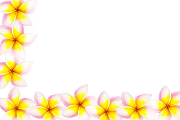 Frangipani with blank on a pure white background. Copy space for advertising or greeting