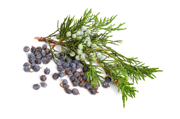 istock Juniperus sabina with green and ripe Cones (berries) isolated on white 948687052