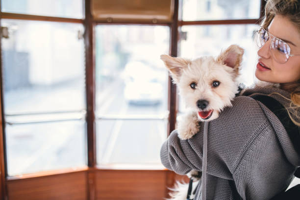 istock Woman and her dog in tram 948687394