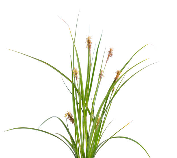 istock Carex humilis, also known as dwarf sedge. 948688402