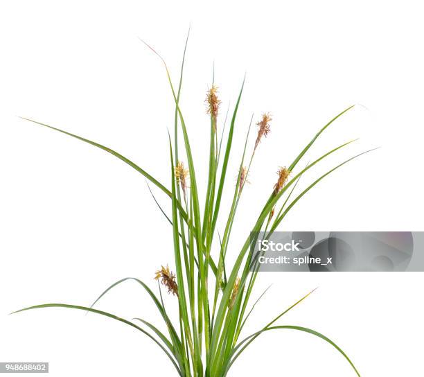 Carex Humilis Also Known As Dwarf Sedge Stock Photo - Download Image Now - Agricultural Field, Botany, Bush