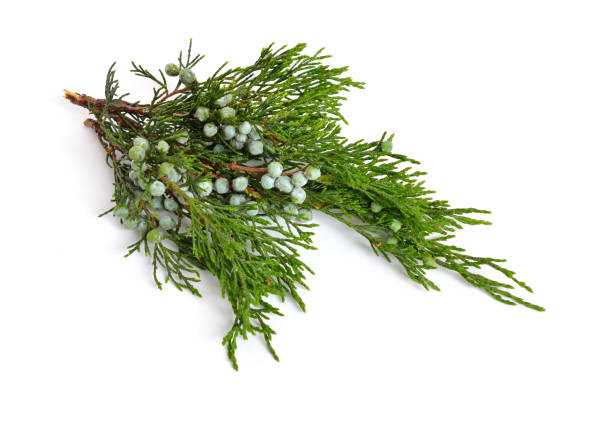 istock Juniperus sabina with green Cones (berries) isolated on white 948688516