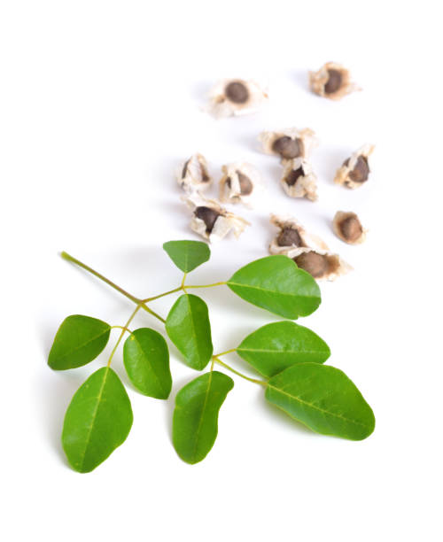 istock Moringa oleifera seeds with leawes. Isolated on white background. 948693228
