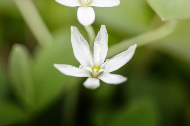 istock Close up of White Flower 948698576