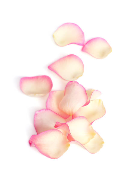 istock Rose petals isolated on a white background 948698682