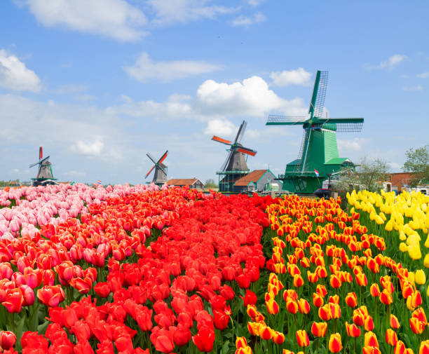 istock view of  Zaanse Schan 948699522