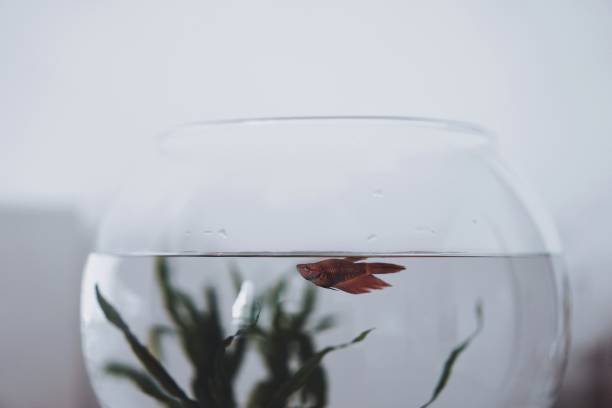 istock Close-Up Of Fish Swimming In Bowl 948707926