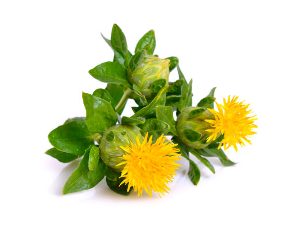 Safflower's flower. Safflower's flower. Isolated on white background. substitute for saffron stock pictures, royalty-free photos & images