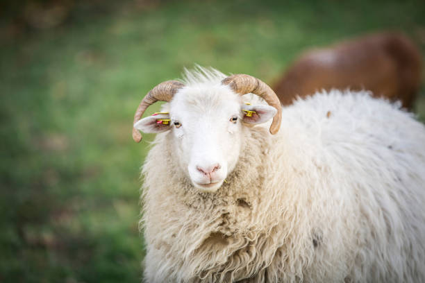 istock Close-Up Of Sheep On Field 948708840
