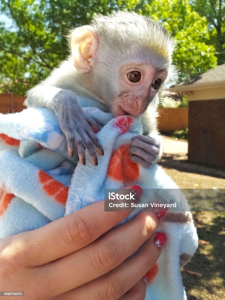 Adorable baby white-faced capuchin monkeymonkey in a blanket being held by woman with glitter fingerpolish in front of a bokeh outdoor background Domestic Animals Stock Photo