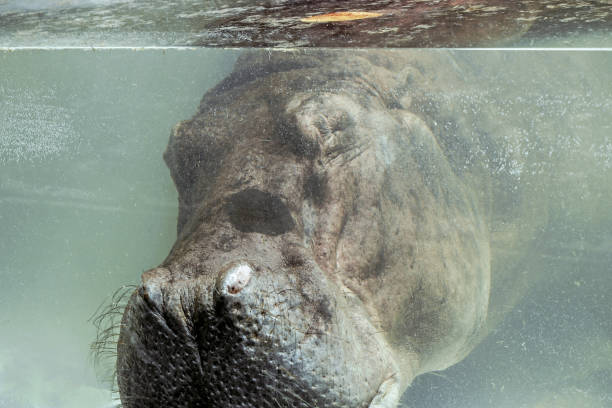 hippo sleeping underwater - hippopotamus amphibian sleeping hippo sleeping imagens e fotografias de stock