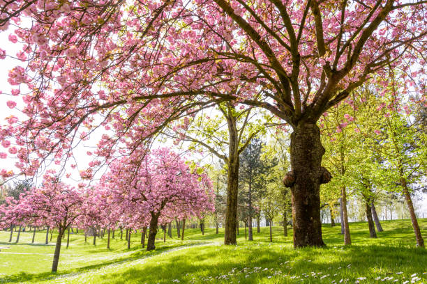 istock View from below of a blossoming Japanese cherry tree with the sun rays passing through its falling branches laden down with clusters of small pink flowers. 948722262