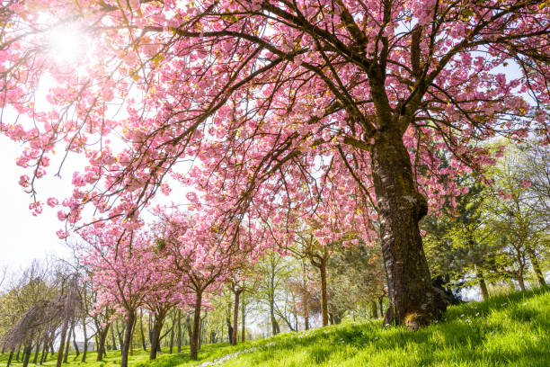 istock View from below of a blossoming Japanese cherry tree with the sun rays passing through its falling branches laden down with clusters of small pink flowers. 948725002