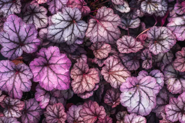 Purple Heuchera hybrid Obsidian, top view. Bright leaves of Heuchera in glasshouse. Decorative foliage background or wallpaper