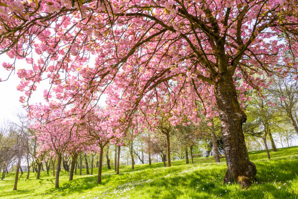 istock View from below of a blossoming Japanese cherry tree with the sun rays passing through its falling branches laden down with clusters of small pink flowers. 948725810