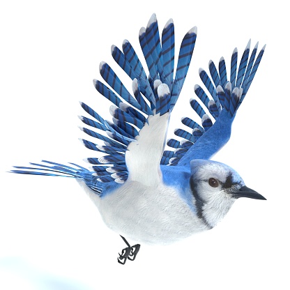3d illustration of a blue jay bird flying
