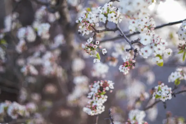 Closeup of beautiful white  flowers