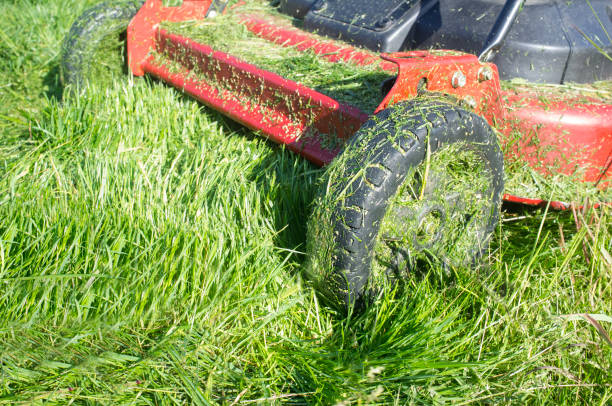 istock Lawn mower full of grass blades just after work 948729662
