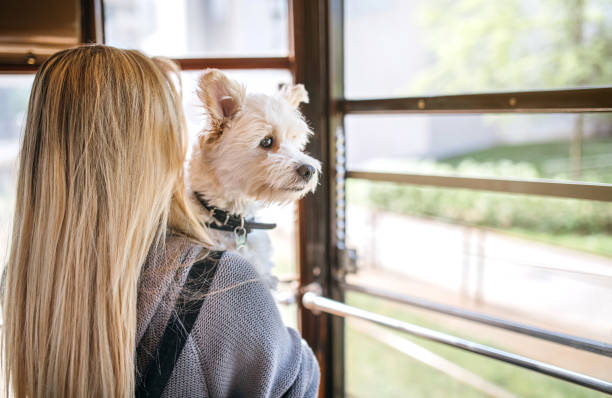istock Woman holding her dog and looking through the window 948731984
