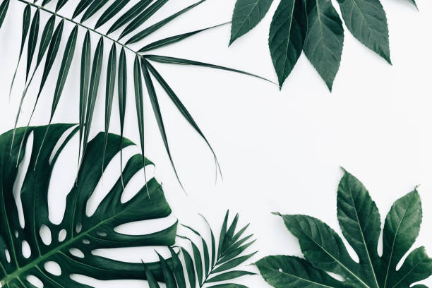istock Tropical trendy background. Leaves over white background 948736304