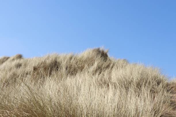 istock Sand, sea, waves and dunes on the coast 948736936