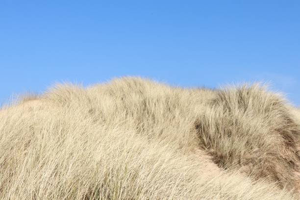 istock Sea, sand, dunes and waves by the beach, seaside 948739758