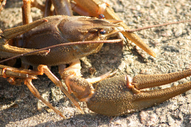 istock Live crayfish in the sparkling rays of the sun. 948739882