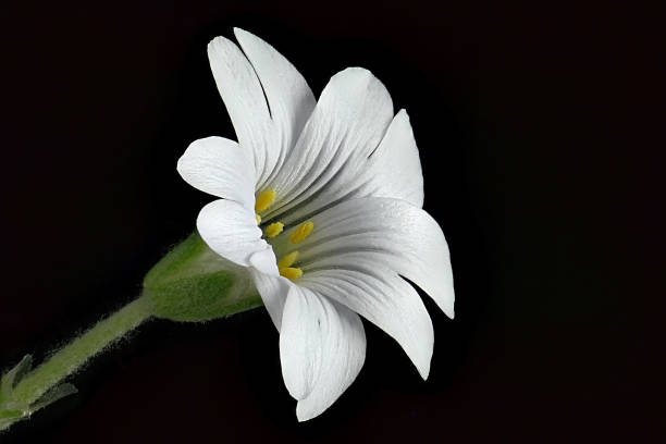 istock Field hornwort - Cerastium arvense - on a black background 948743072